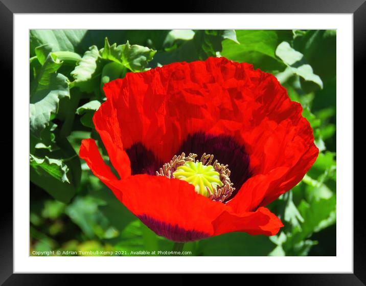 Red poppy flower Framed Mounted Print by Adrian Turnbull-Kemp