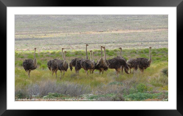 A flock of female ostriches Framed Mounted Print by Adrian Turnbull-Kemp