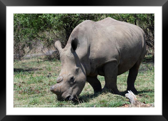 Grazing white rhinoceros Framed Mounted Print by Adrian Turnbull-Kemp