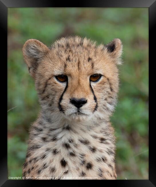 Pensive cheetah cub Framed Print by Adrian Turnbull-Kemp