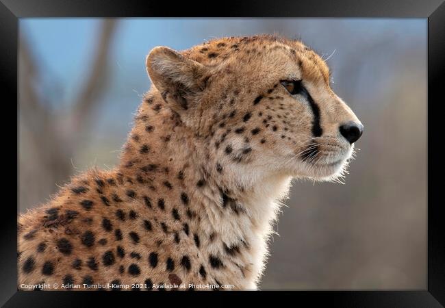 Profile of cheetah Framed Print by Adrian Turnbull-Kemp