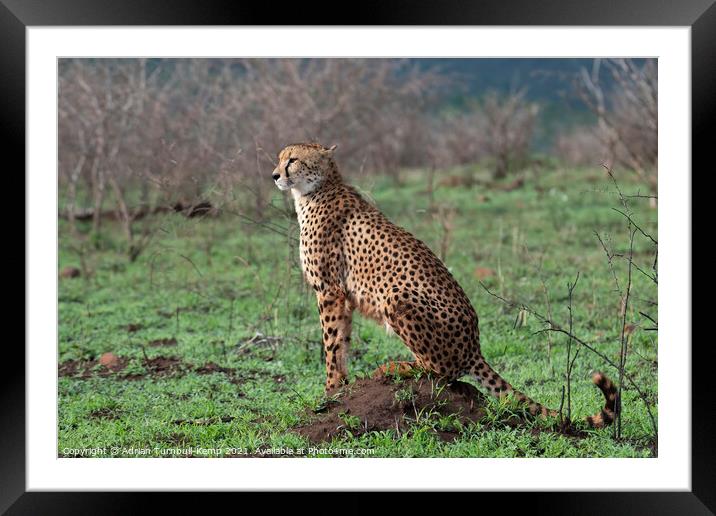 A classic pose Framed Mounted Print by Adrian Turnbull-Kemp