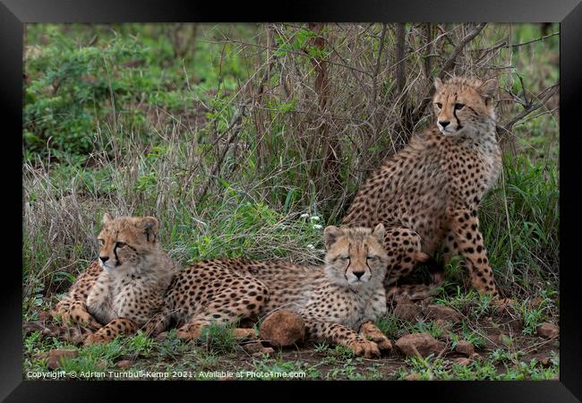 Young cheetah family Framed Print by Adrian Turnbull-Kemp