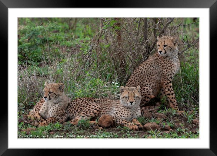 Young cheetah family Framed Mounted Print by Adrian Turnbull-Kemp
