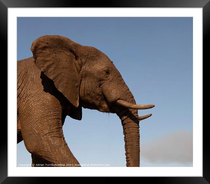 Elephant profile Framed Mounted Print by Adrian Turnbull-Kemp