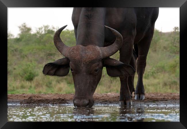 African savanna buffalo at Tamboti Hide Framed Print by Adrian Turnbull-Kemp