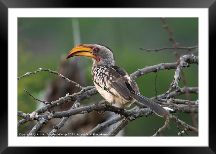 Southern yellow-billed hornbill Framed Mounted Print by Adrian Turnbull-Kemp