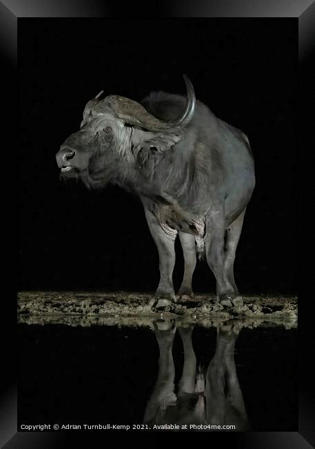 African savanna buffalo a night hide Framed Print by Adrian Turnbull-Kemp