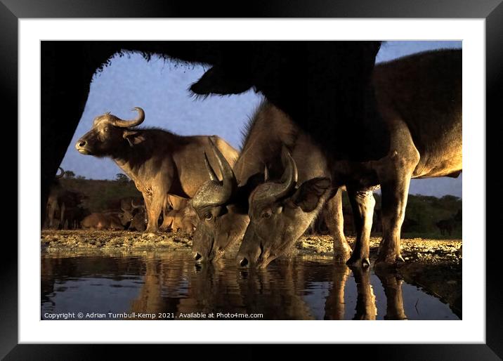 Buffaloes at Tamboti hide Framed Mounted Print by Adrian Turnbull-Kemp
