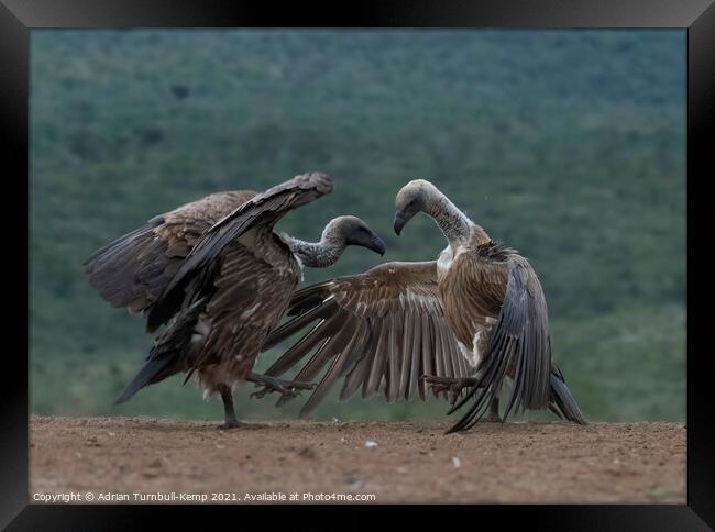 Combative white-backed vultures Framed Print by Adrian Turnbull-Kemp