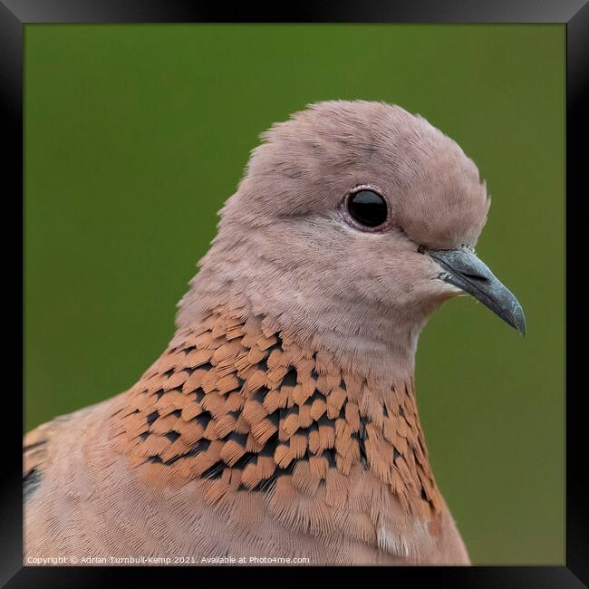Close-up of laughing dove Framed Print by Adrian Turnbull-Kemp