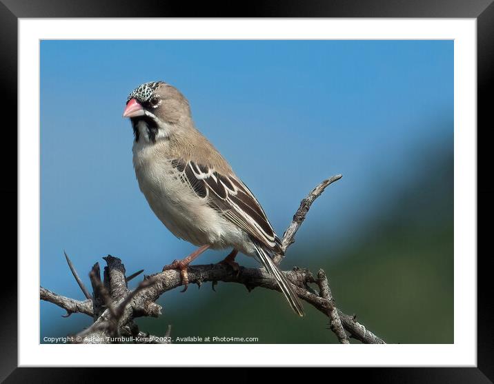Scaly-feathered finch (Sporopipes squamifrons) Framed Mounted Print by Adrian Turnbull-Kemp