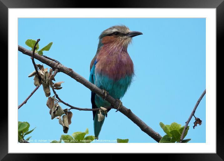 Lilac-breasted roller (Coracias caudatus) Framed Mounted Print by Adrian Turnbull-Kemp