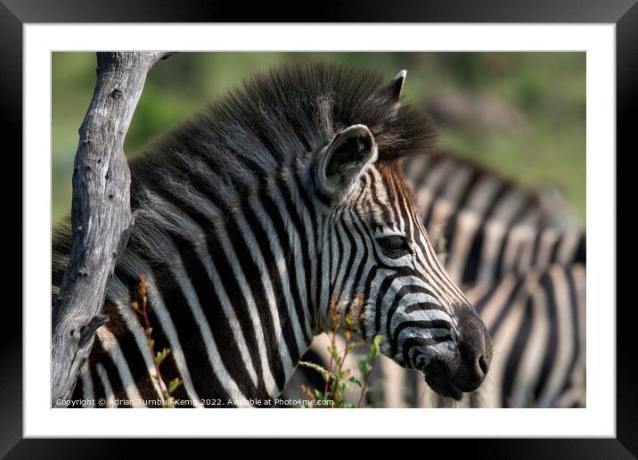Portrait of plains zebra calf Framed Mounted Print by Adrian Turnbull-Kemp