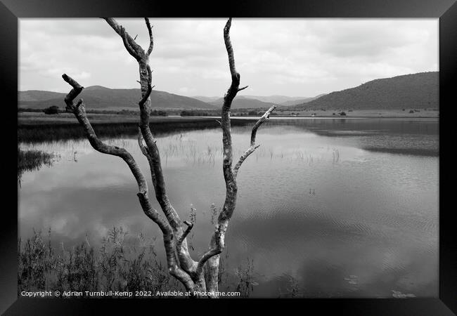 Dead tree, Mankwe Dam Framed Print by Adrian Turnbull-Kemp