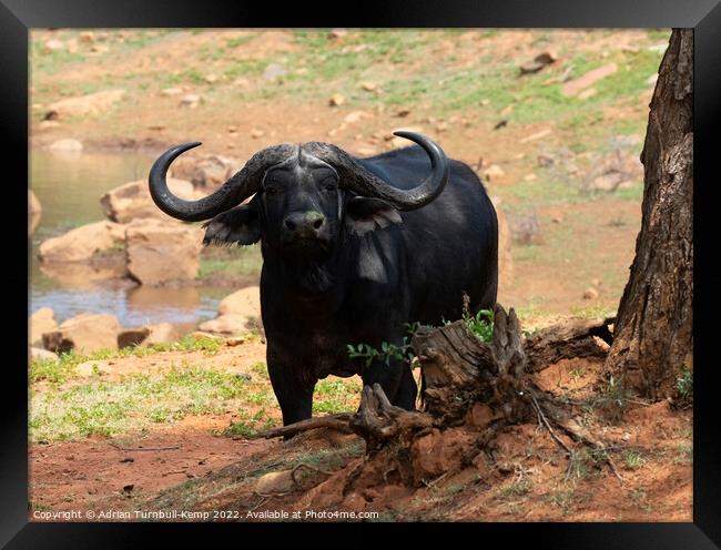 Curious African savanna buffalo bull  Framed Print by Adrian Turnbull-Kemp