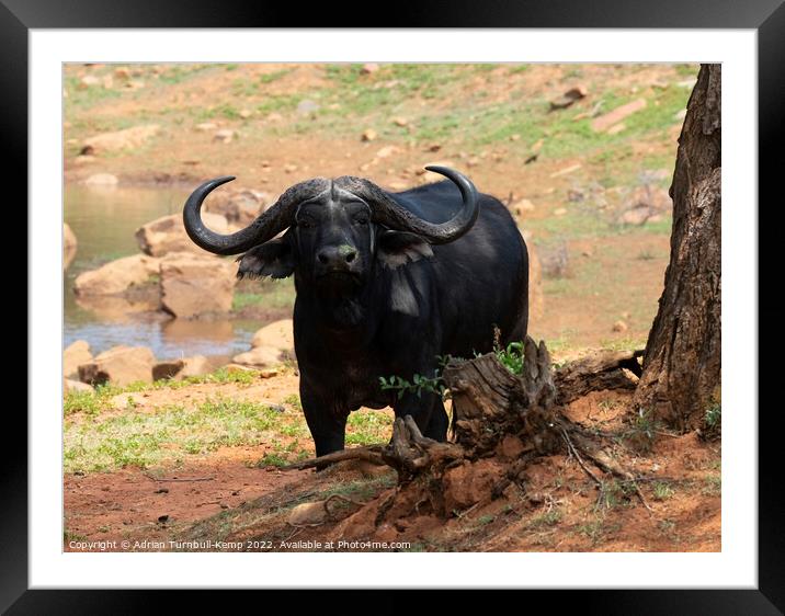 Curious African savanna buffalo bull  Framed Mounted Print by Adrian Turnbull-Kemp
