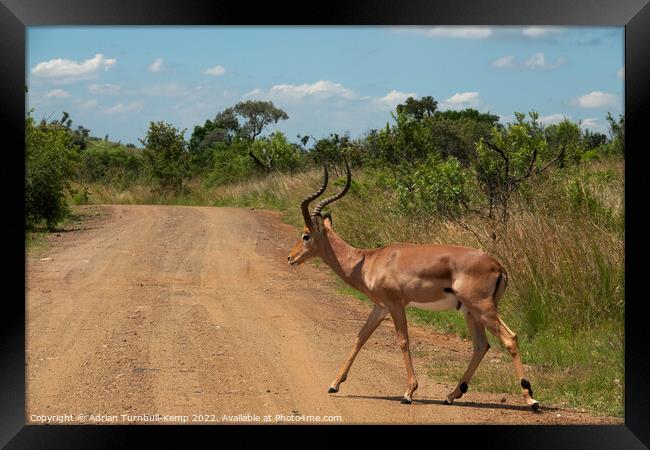 An impala ram crossing a gravel road Framed Print by Adrian Turnbull-Kemp
