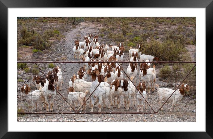 Waiting expectantly at the gate.	  Framed Mounted Print by Adrian Turnbull-Kemp