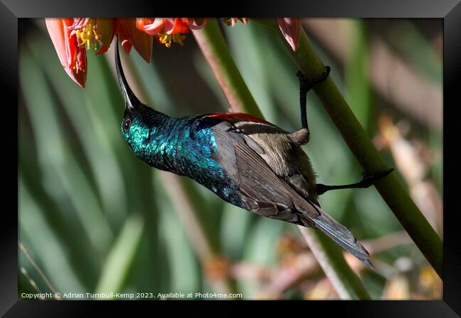 Greater double-collared male sunbird (Cinnyrs afer Framed Print by Adrian Turnbull-Kemp