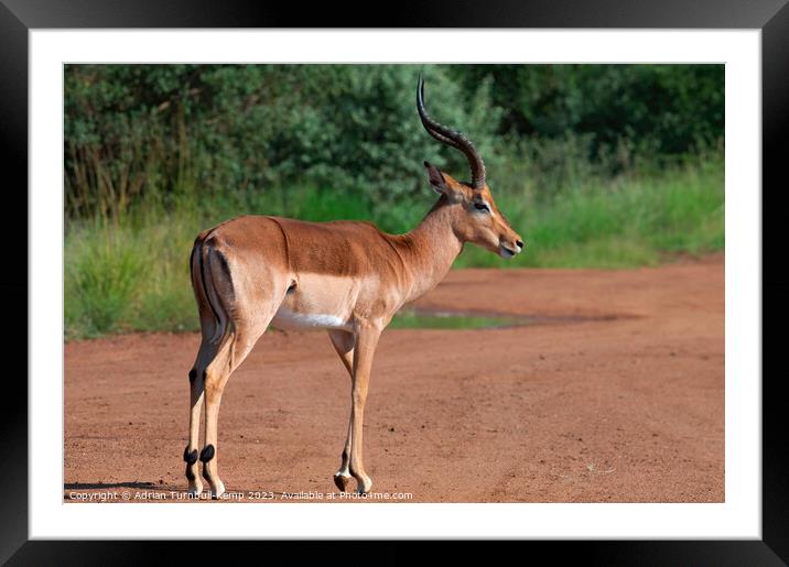 Impala ram (Aepycernos melampus) displays his long, graceful lyrate horns  Framed Mounted Print by Adrian Turnbull-Kemp