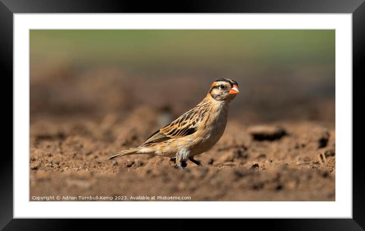 Pin-tailed whydah Framed Mounted Print by Adrian Turnbull-Kemp
