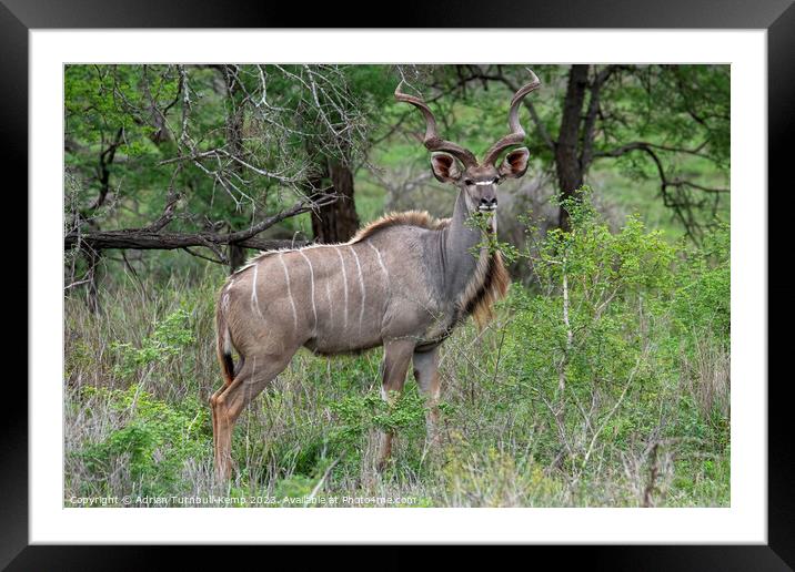 An impressive bull Framed Mounted Print by Adrian Turnbull-Kemp