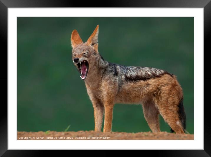 Frustrated jackal Framed Mounted Print by Adrian Turnbull-Kemp