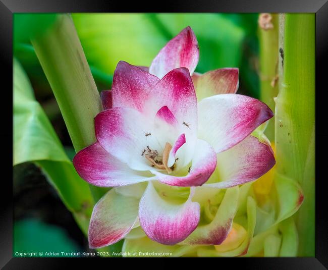 Tumeric flower Framed Print by Adrian Turnbull-Kemp