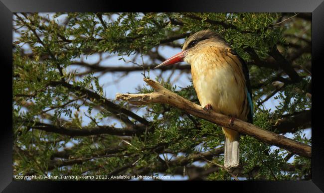 Brown-hooded kingfisher Framed Print by Adrian Turnbull-Kemp