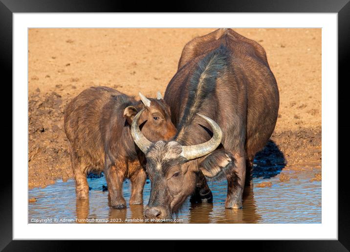 African Savanna Buffalo cow and calf Framed Mounted Print by Adrian Turnbull-Kemp