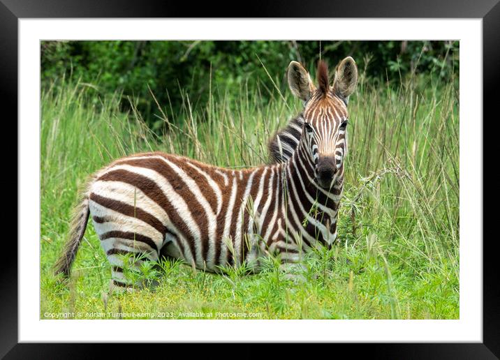 Interested Plains Zebra foal Framed Mounted Print by Adrian Turnbull-Kemp