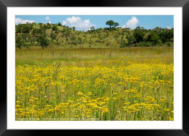 Summer yellow Framed Mounted Print by Adrian Turnbull-Kemp