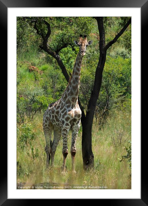 Giraffe bull shelters from the midday sun.  Framed Mounted Print by Adrian Turnbull-Kemp