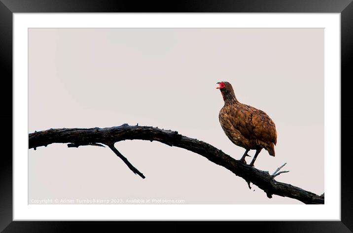 Morning clarion call.  Framed Mounted Print by Adrian Turnbull-Kemp