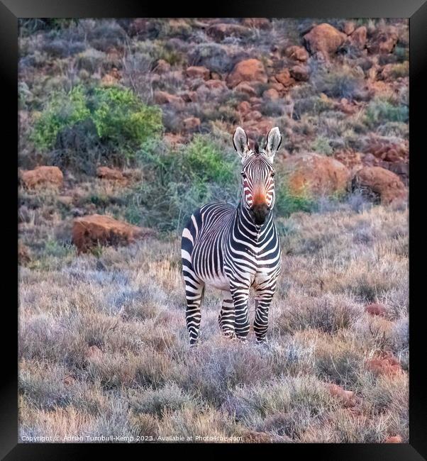 Portrait of Cape Mountain zebra Framed Print by Adrian Turnbull-Kemp