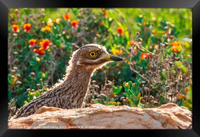 Spotted thick-knee chick Framed Print by Adrian Turnbull-Kemp