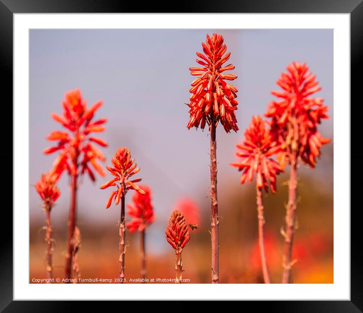 Searching in the forest Framed Mounted Print by Adrian Turnbull-Kemp