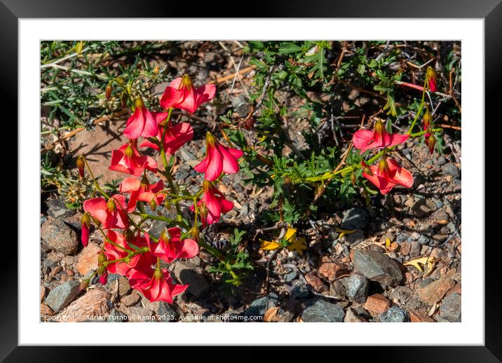 Karoo Rose Framed Mounted Print by Adrian Turnbull-Kemp