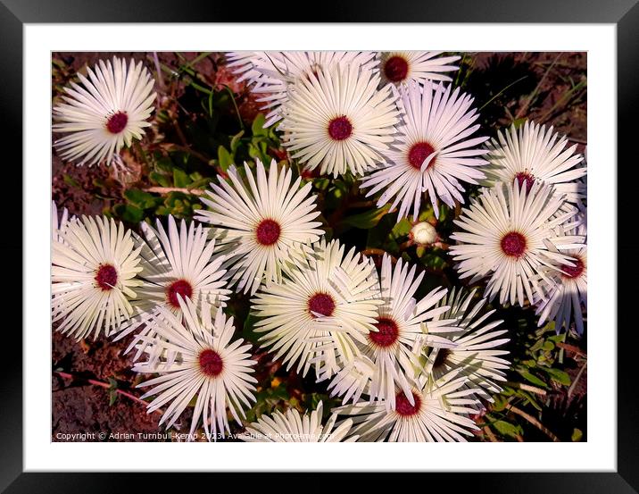 Livingstone daisies Framed Mounted Print by Adrian Turnbull-Kemp