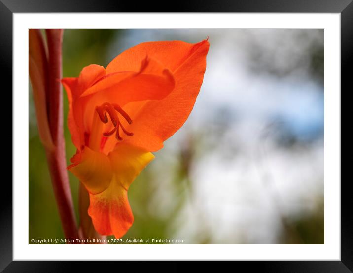 Parrot Gladiolus Framed Mounted Print by Adrian Turnbull-Kemp