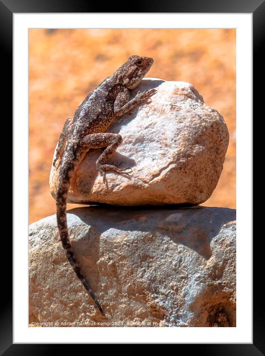 Southern Rock Agama Framed Mounted Print by Adrian Turnbull-Kemp