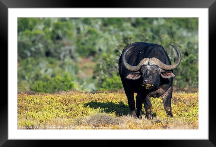 Grazing African Savanna Buffalo Framed Mounted Print by Adrian Turnbull-Kemp