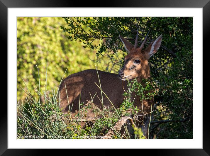 Furtive common duiker Framed Mounted Print by Adrian Turnbull-Kemp
