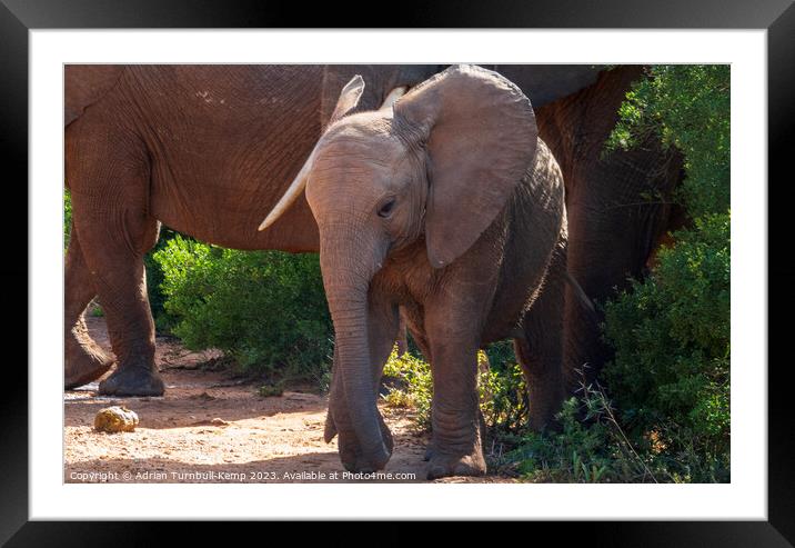 Junior steps out Framed Mounted Print by Adrian Turnbull-Kemp