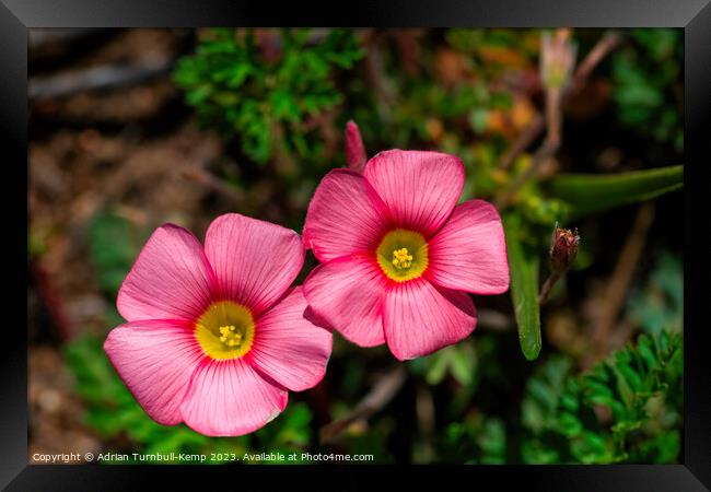 Close up of a pair of red oxalis (Oxalis obtusa) Framed Print by Adrian Turnbull-Kemp