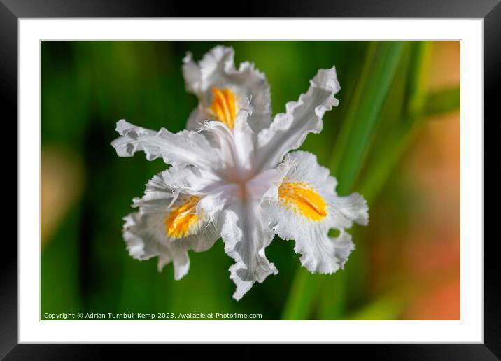 Fringed iris (Iris japonica). Framed Mounted Print by Adrian Turnbull-Kemp