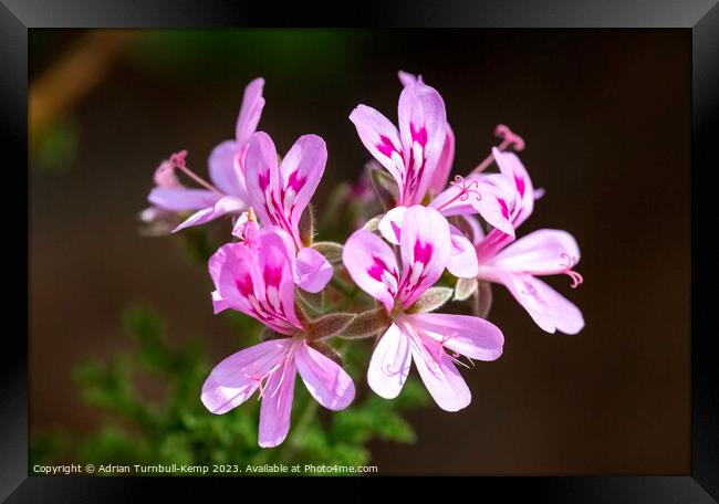 Pelargonium flowers (Pelargonium crispum). Framed Print by Adrian Turnbull-Kemp