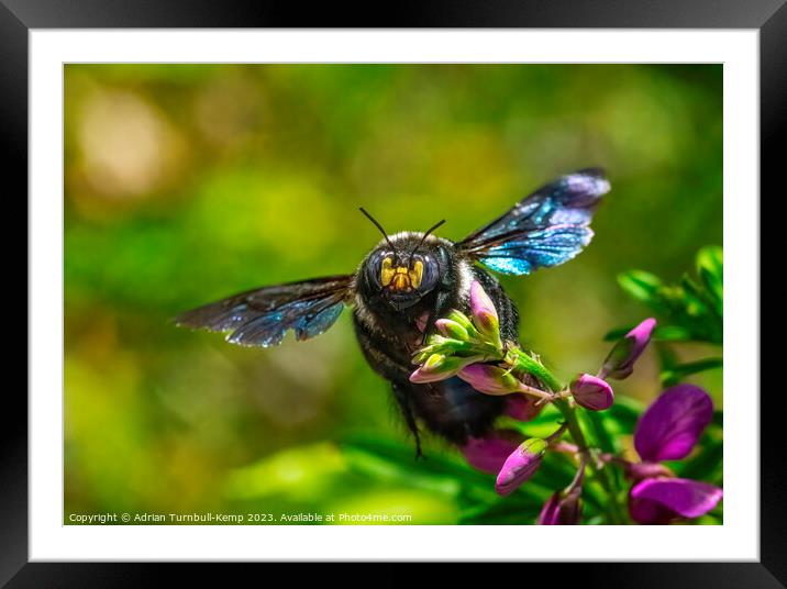 Foraging female carpenter bee (Xylocopa caffra) Framed Mounted Print by Adrian Turnbull-Kemp