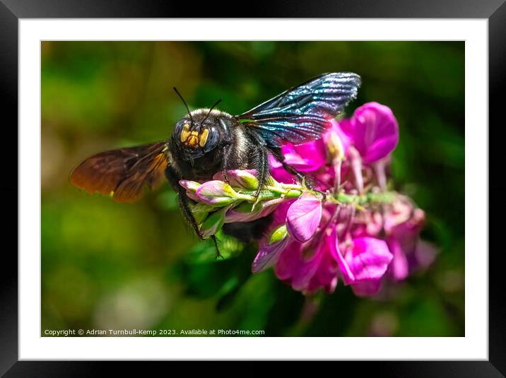Nectar collector. Framed Mounted Print by Adrian Turnbull-Kemp